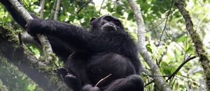 An 8-day Rwanda primates safari combining gorilla trekking in Volcanoes National Park with golden monkey and chimpanzee tracking in Nyungwe Forest