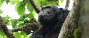 Nyungwe National Park guide: chimpanzee trekking, the 70m canopy walkway, colobus monkeys, and where to stay in Gisakura and Kitabi. Book with local experts.