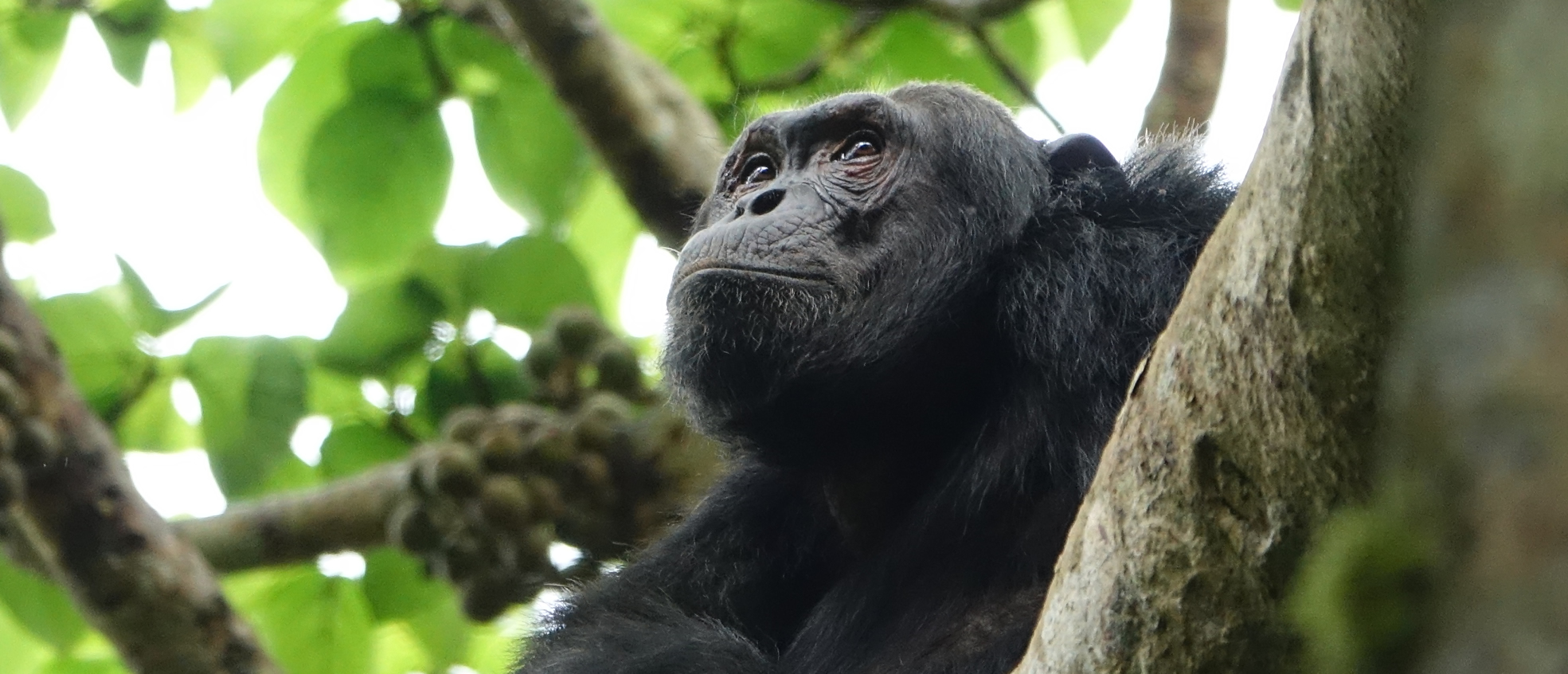 Nyungwe National Park guide: chimpanzee trekking, the 70m canopy walkway, colobus monkeys, and where to stay in Gisakura and Kitabi. Book with local experts.