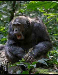 Nyungwe National Park guide: chimpanzee trekking, the 70m canopy walkway, colobus monkeys, and where to stay in Gisakura and Kitabi. Book with local experts.