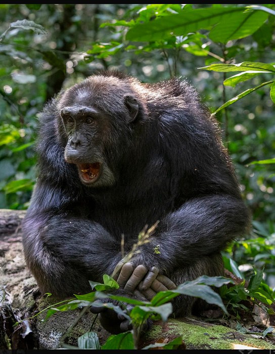 Nyungwe National Park guide: chimpanzee trekking, the 70m canopy walkway, colobus monkeys, and where to stay in Gisakura and Kitabi. Book with local experts.