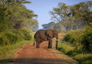 Queen Elizabeth and Kibale Safaris