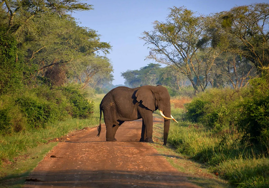 Queen Elizabeth and Kibale Safaris