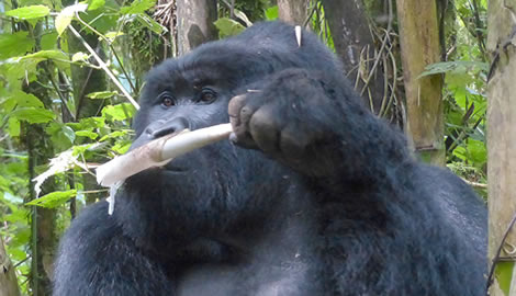 Trek mountain gorillas in Rwanda in just 2 days. Kigali pickup, Volcanoes National Park permit, private 4x4 transfer & full-board lodging included