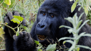 Everything you need to know before booking a gorilla trek: permit prices, cancellation rules, physical demands, and how Rwanda compares to Uganda
