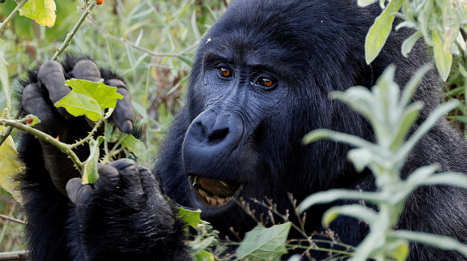 Everything you need to know before booking a gorilla trek: permit prices, cancellation rules, physical demands, and how Rwanda compares to Uganda