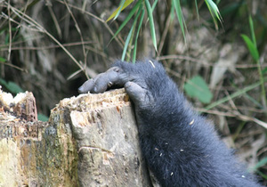 Plan your dream mountain gorilla safari with local experts. Bwindi, Volcanoes & Virunga treks, permits included, private guides, since 2019.