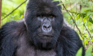 Discover Rwanda in 10 days: gorilla and golden monkey trekking, chimp tracking, Akagera big-five safari, Kigali city tour, and Lake Kivu. Book with Adventure Gorilla Safaris.