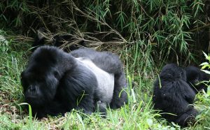 Discover how a mountain gorilla becomes a silverback, leads his family, and defends his troop — plus how to see one on a Rwanda or Uganda gorilla trek