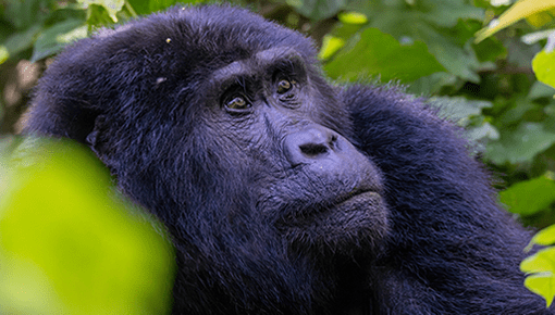 Planning a low-cost gorilla trek? Compare Uganda and Rwanda permit prices for 2026, find genuine discount windows, and get real budget trip ideas.