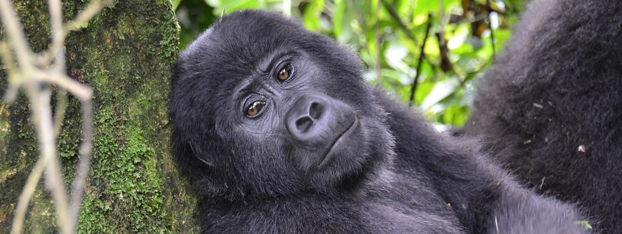 One-day Rwanda gorilla trekking from Kigali: ranger-guided hike, one hour with mountain gorillas, all-inclusive package in Volcanoes National Park