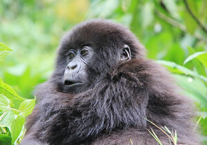 Discover gorilla trekking safaris in Volcanoes National Park, Bwindi & Mgahinga. Custom itineraries, trusted guides, mid-range lodges from $600