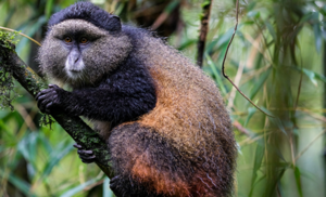 Trek mountain gorillas and chimpanzees, spot the big five in Akagera, and relax on Lake Kivu on this 10-day Rwanda primates and wildlife safari