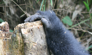 Gorilla trekking in Volcanoes National Park meets lakeside rest at Lake Kivu on this 6-day Rwanda safari. Includes permits, golden monkeys & coffee tour
