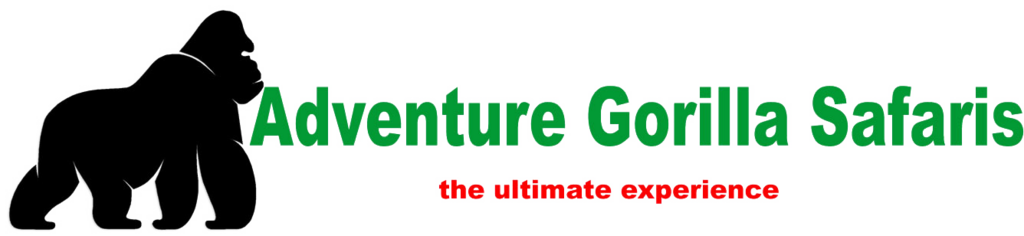 A gorilla safari with Adventure Gorilla Safaris need not begin and end in the forest. We excel at combining gorilla trekking with the full breadth of East Africa’s extraordinary wildlife and cultural offerings, creating multi-destination safari itineraries that showcase the best of the region.