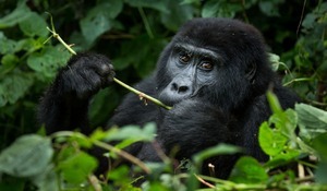 Our Uganda and Rwanda travel experiences are designed to leave a lasting impact — supporting wildlife conservation for future generations and promoting sustainable community development, so that you return home changed by the journey