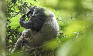 Track chimpanzees in Kibale, spot the Big Five in Murchison Falls & Queen Elizabeth National Parks, and raft the Nile in Jinja on this action-packed 10-day Uganda safari.