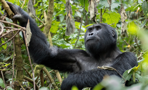 We offer fully customized safari packages throughout Rwanda and Uganda, encompassing gorilla trekking, chimpanzee tracking, wildlife viewing, and birding excursions. Clients may select from our existing itinerary portfolio or request a bespoke itinerary tailored to their specific interests and budget. Please indicate your preferred destination — Rwanda or Uganda — and our team will consult with you to design the ideal safari experience