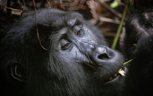 While travelling through Uganda and Rwanda with us, you can be confident that your journey contributes meaningfully to wildlife conservation for future generations and to the sustainability of local communities — ensuring you return home transformed by the experience