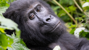 As you travel with us through Uganda and Rwanda, you become part of something bigger — contributing to wildlife conservation for generations to come and to the wellbeing of local communities. You'll return home not just with memories, but as someone transformed by the experience