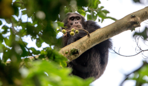 Our Uganda and Rwanda travel experiences are designed to leave a lasting impact — supporting wildlife conservation for future generations and promoting sustainable community development, so that you return home changed by the journey
