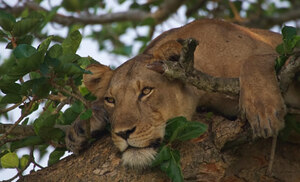 We craft bespoke safari experiences across Rwanda and Uganda — from gorilla and chimpanzee trekking to wildlife and birding safaris. Choose from our curated itineraries, or tell us your preferences and budget, and we'll design one just for you. Simply pick your destination — Rwanda or Uganda — and our team will help bring your ideal safari to life