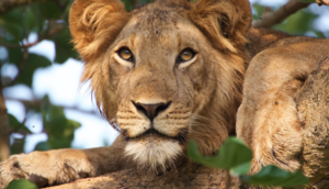 As you travel with us through Uganda and Rwanda, you become part of something bigger — contributing to wildlife conservation for generations to come and to the wellbeing of local communities. You'll return home not just with memories, but as someone transformed by the experience