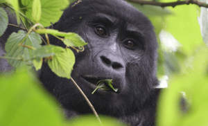 4-day Kigali–Bwindi gorilla trek in Uganda's low season. Cross at Cyanika, trek Bwindi's gorillas, enjoy quieter trails and lower permit costs