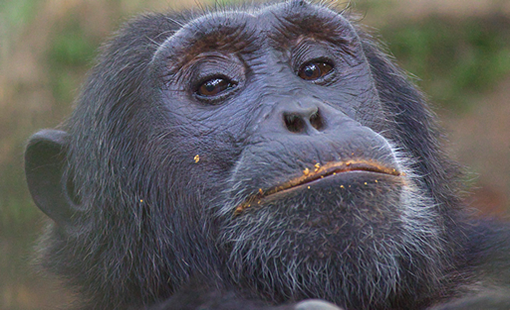 16 Days Rwanda, Uganda
