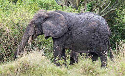 4 Days Rwanda Adventure