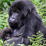 Track mountain gorillas in Bwindi on this 4-day low-season safari from Kigali via Cyanika border. Enjoy quieter trails, easier permits, and discounted rates