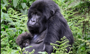 Track mountain gorillas in Bwindi on this 4-day low-season safari from Kigali via Cyanika border. Enjoy quieter trails, easier permits, and discounted rates