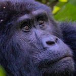 10-day Uganda itinerary combining gorilla trekking, chimp tracking, and savannah game drives across Lake Mburo, Bwindi, and Queen Elizabeth NP