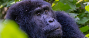 10-day Uganda itinerary combining gorilla trekking, chimp tracking, and savannah game drives across Lake Mburo, Bwindi, and Queen Elizabeth NP