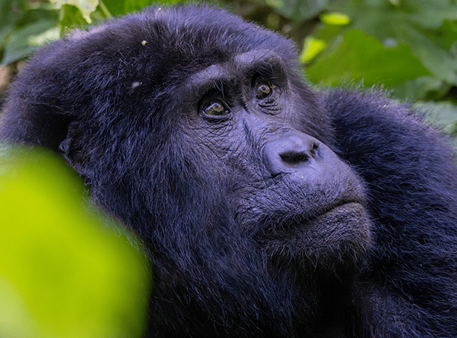 Combine two gorilla treks in one trip: Volcanoes National Park, Rwanda and Bwindi's Rushaga sector, Uganda. 4-day all-inclusive safari departing from Kigali.