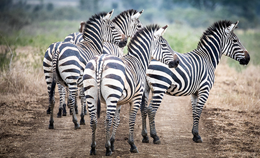 14 Days Rwanda & Uganda