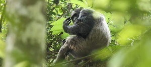 Track mountain gorillas in Bwindi's Rushaga sector, then chimpanzees in Kalinzu Forest on this 3-day Rwanda–Uganda safari. From $1,625pp, all-inclusive