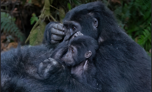 4 Days Rwanda and Uganda