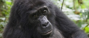 16 days across Rwanda & Uganda: gorilla trekking, gorilla habituation, chimp tracking in Nyungwe & Kibale, Ishasha's tree-climbing lions, and more. Tailor-made, private.