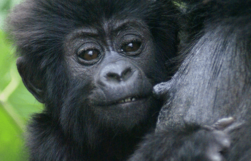 1 Day Gorilla Trekking