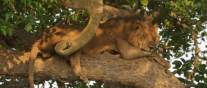 A 16-day Rwanda-Uganda safari combining Nyungwe chimp trekking, gorilla trekking & habituation in both countries, golden monkeys, tree-climbing lions & shoebill storks