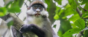 A 3-day Rwanda safari combining mountain gorilla trekking, golden monkey tracking, and a Kigali city tour. Lodges for every budget. Book with Adventure Gorilla