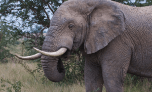 A 10-day Uganda safari combining Big Five game drives in Murchison Falls & Queen Elizabeth NP, chimp tracking in Kibale, and Nile white-water rafting in Jinja. Get a quote.