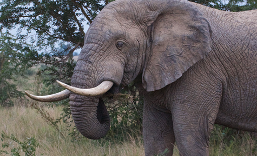 12-Day Uganda Safari
