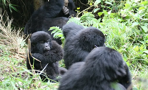 1 Bwindi Gorilla Trekking