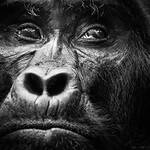 Compare gorilla trekking permit costs in Uganda ($800) and Rwanda ($1,500). Learn the best season, routes, and tips to trek gorillas on a budget.
