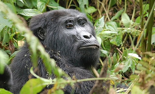 3 Days Rwanda Adventure