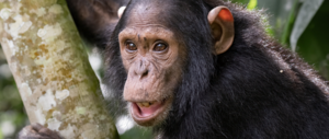 A 5-day Uganda safari combining Kibale chimpanzee trekking, Bigodi Wetland walks, Kasenyi game drives and a Kazinga Channel boat cruise. Tailor-made itineraries