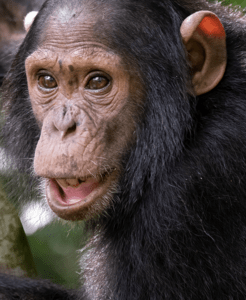 Experience Kibale's chimpanzees and Queen Elizabeth's lions, elephants and hippos in one 5-day trip. Includes Kazinga cruise, midrange lodges, and permit guidance