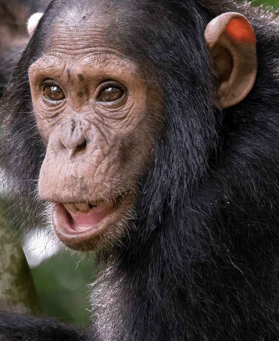 Experience Kibale's chimpanzees and Queen Elizabeth's lions, elephants and hippos in one 5-day trip. Includes Kazinga cruise, midrange lodges, and permit guidance